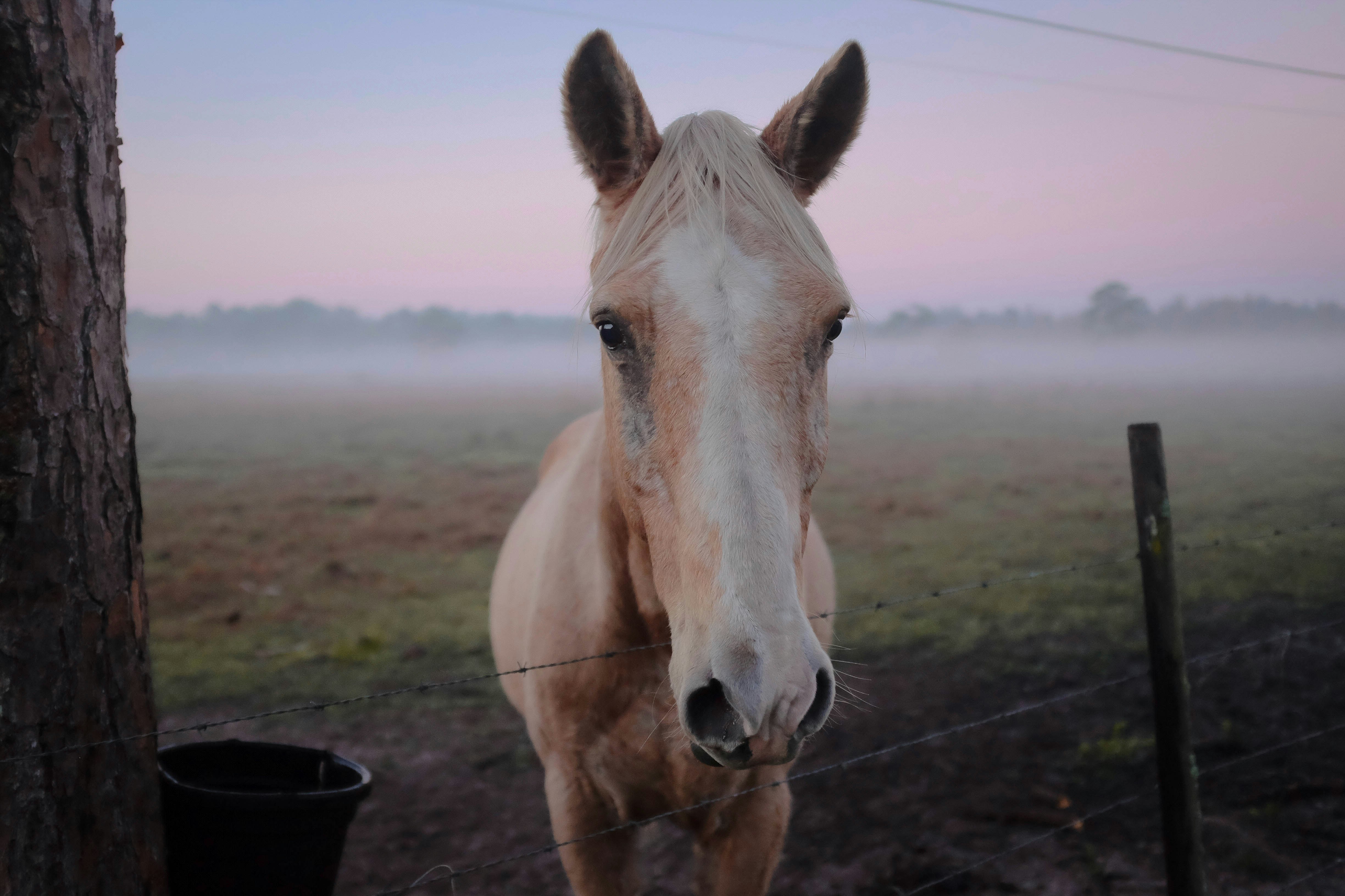 horse standing beside tree